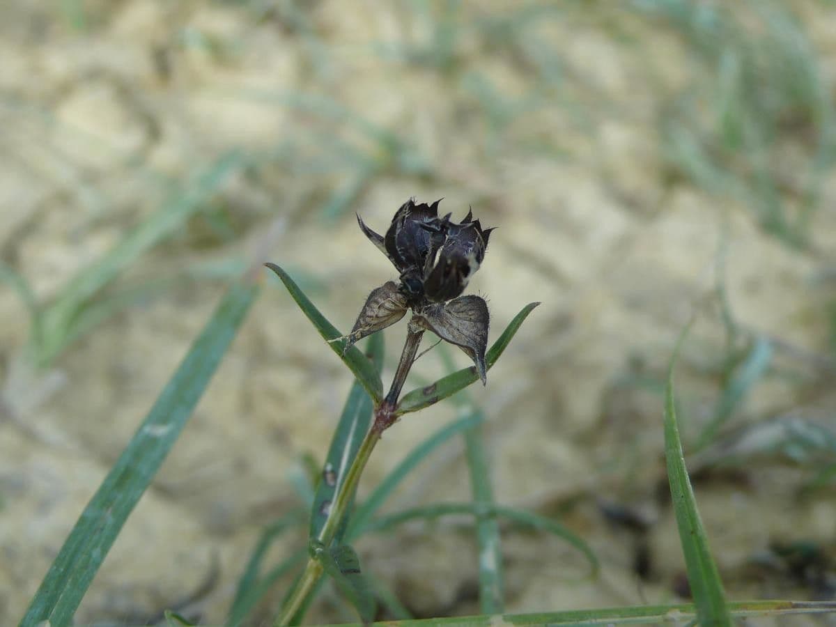 Prunella 3