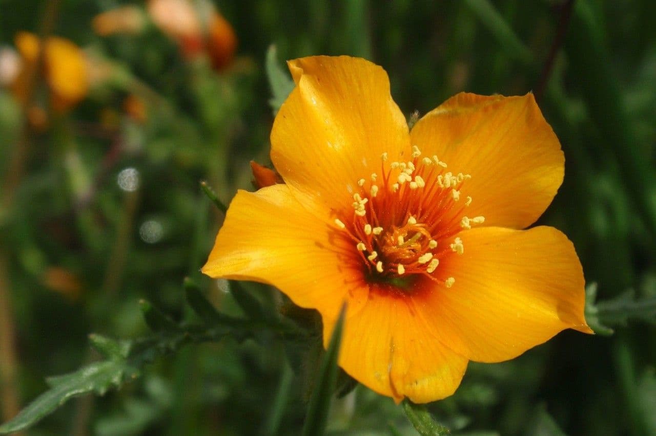 Mentzelia pectinée 5