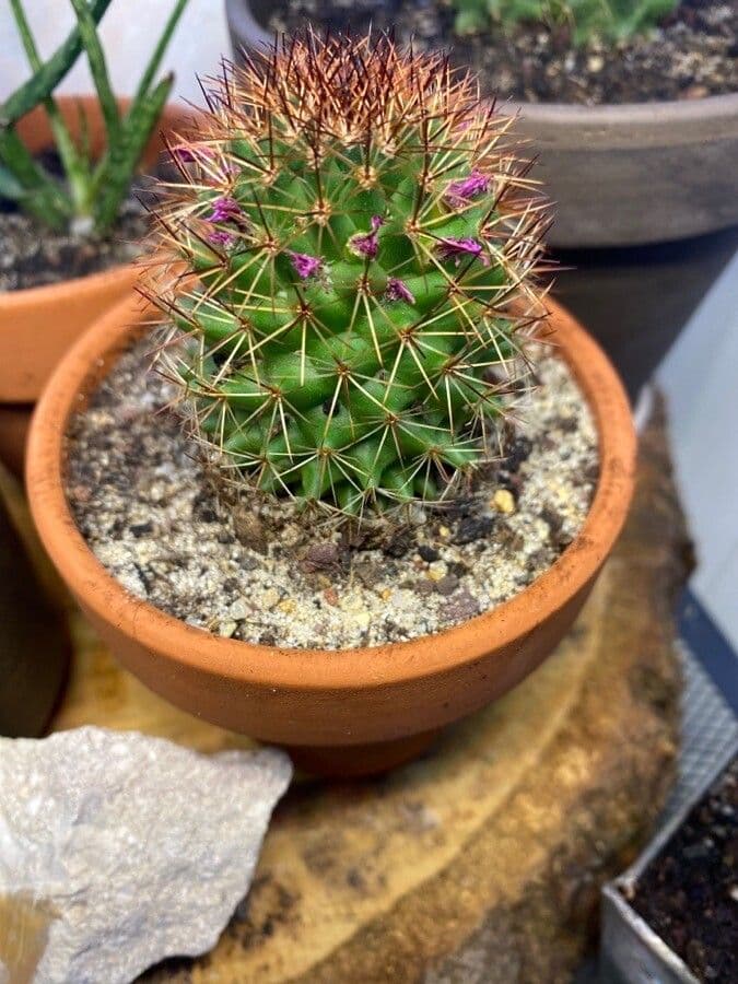 Cactus coussin de Backeberg 13