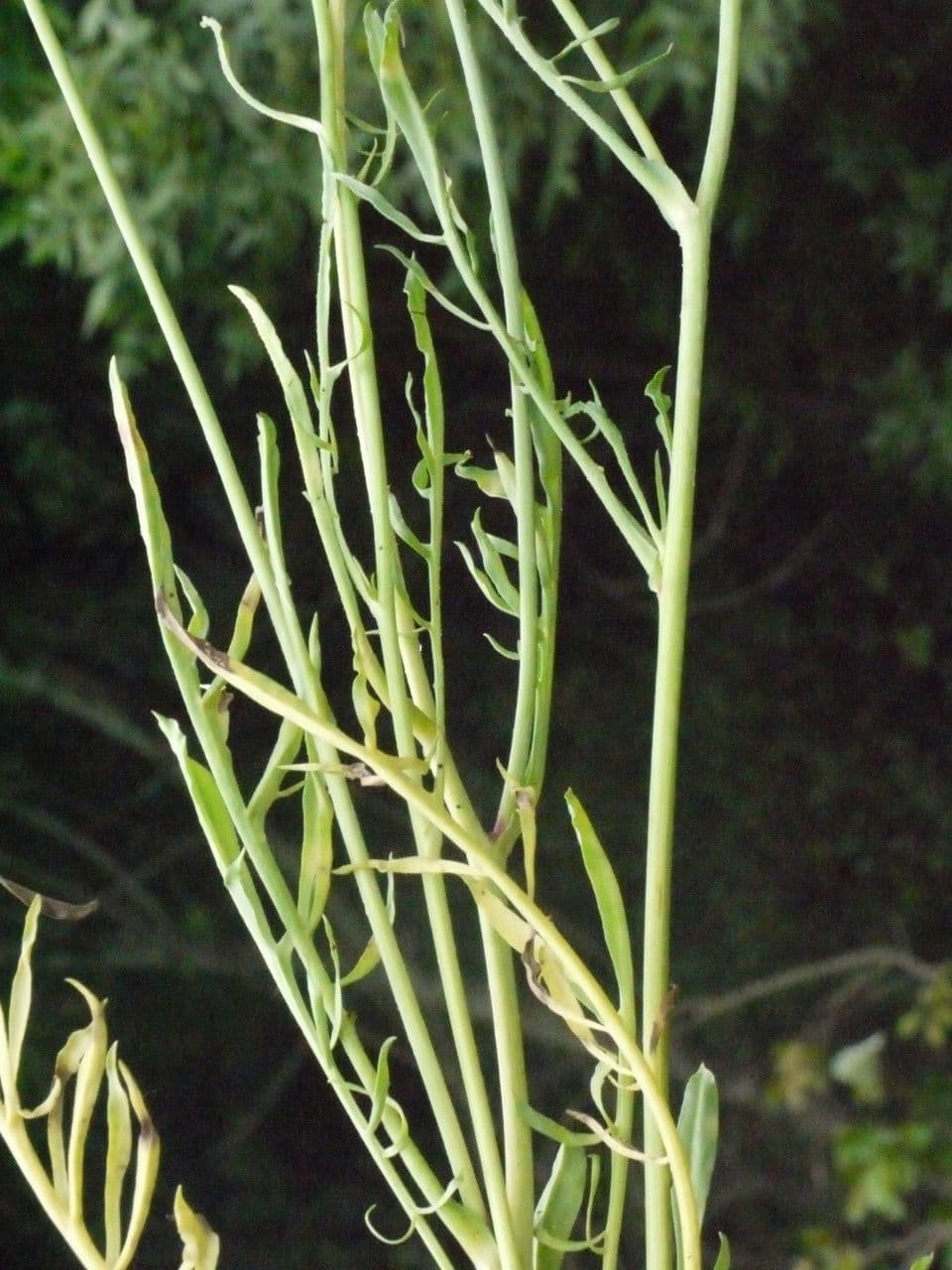 Säbel-Kratzdistel 29