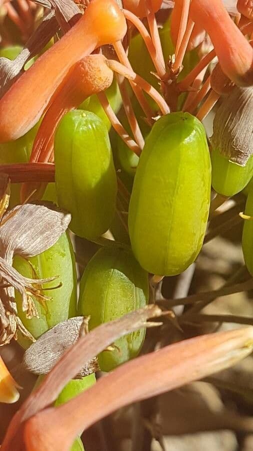 Aloe striata 2