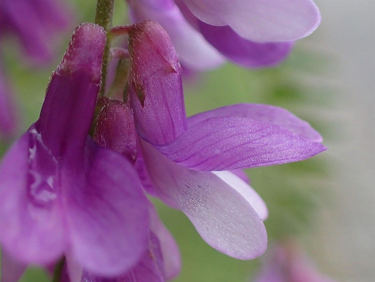 Schmalblättrige Wicke 6
