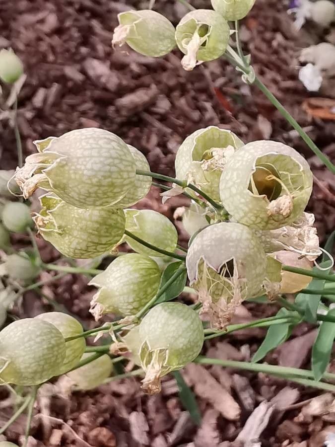 Silene a un fiore