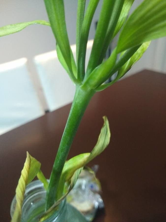Alstroemeria aurea 25