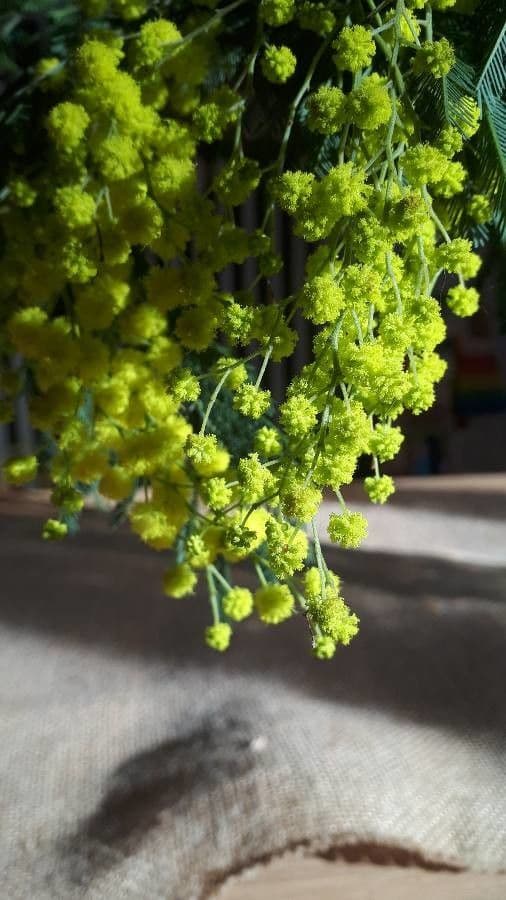 Acacia 5