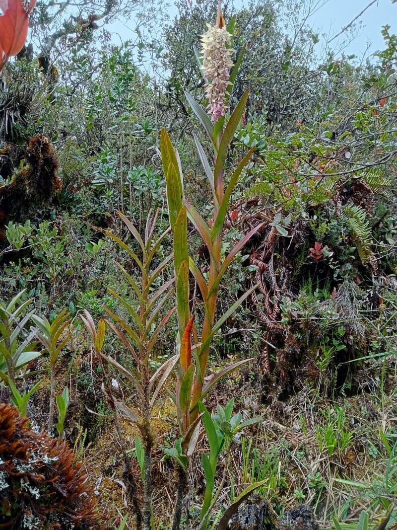 Epidendrum 6