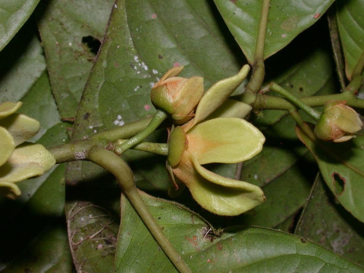 Guatteria 2