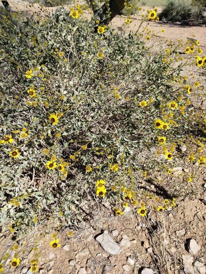 Encelia 3