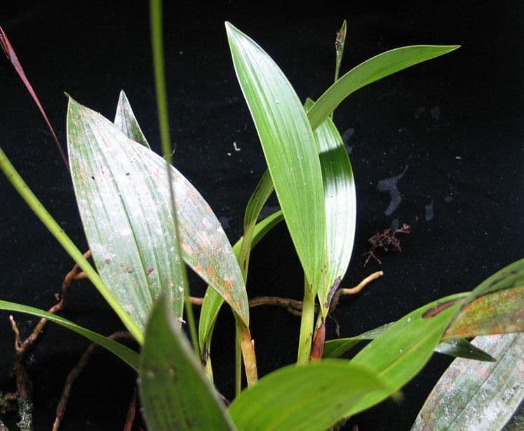 Sobralia 7