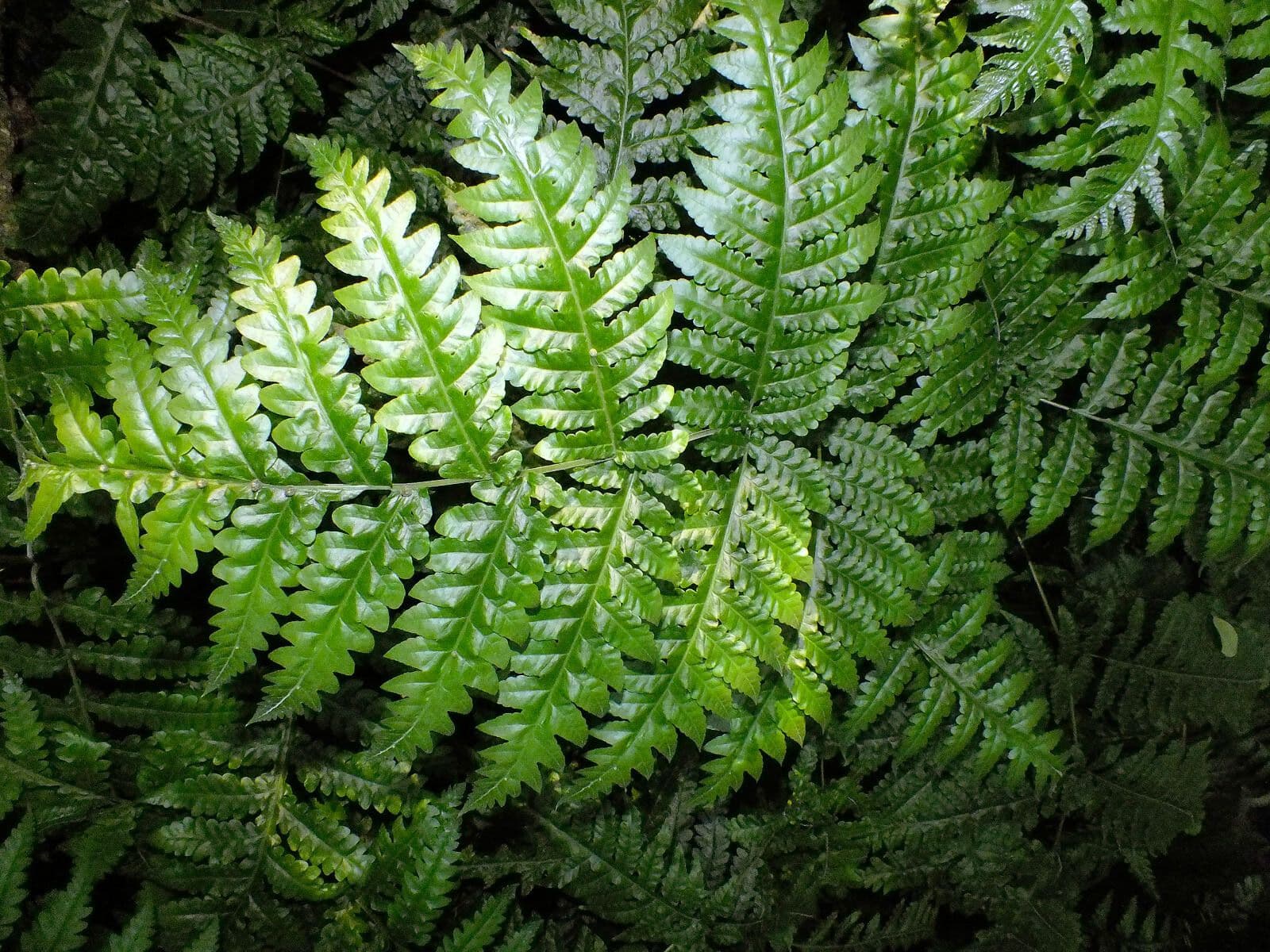 Deparia acrostichoides 9