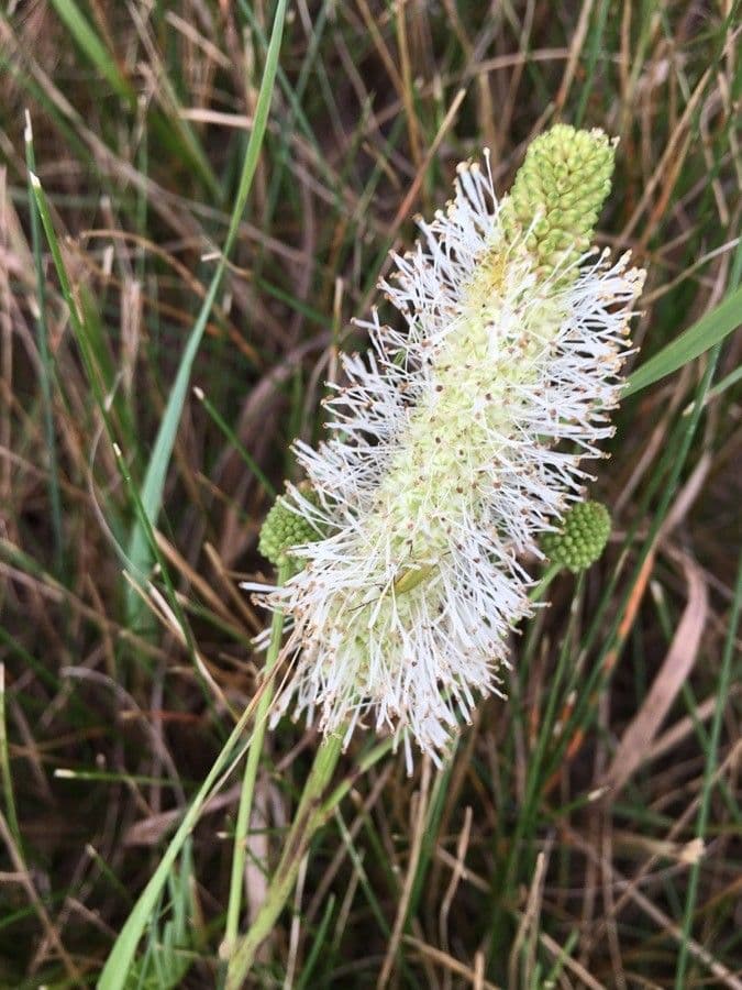 Sanguisorba canadese 2
