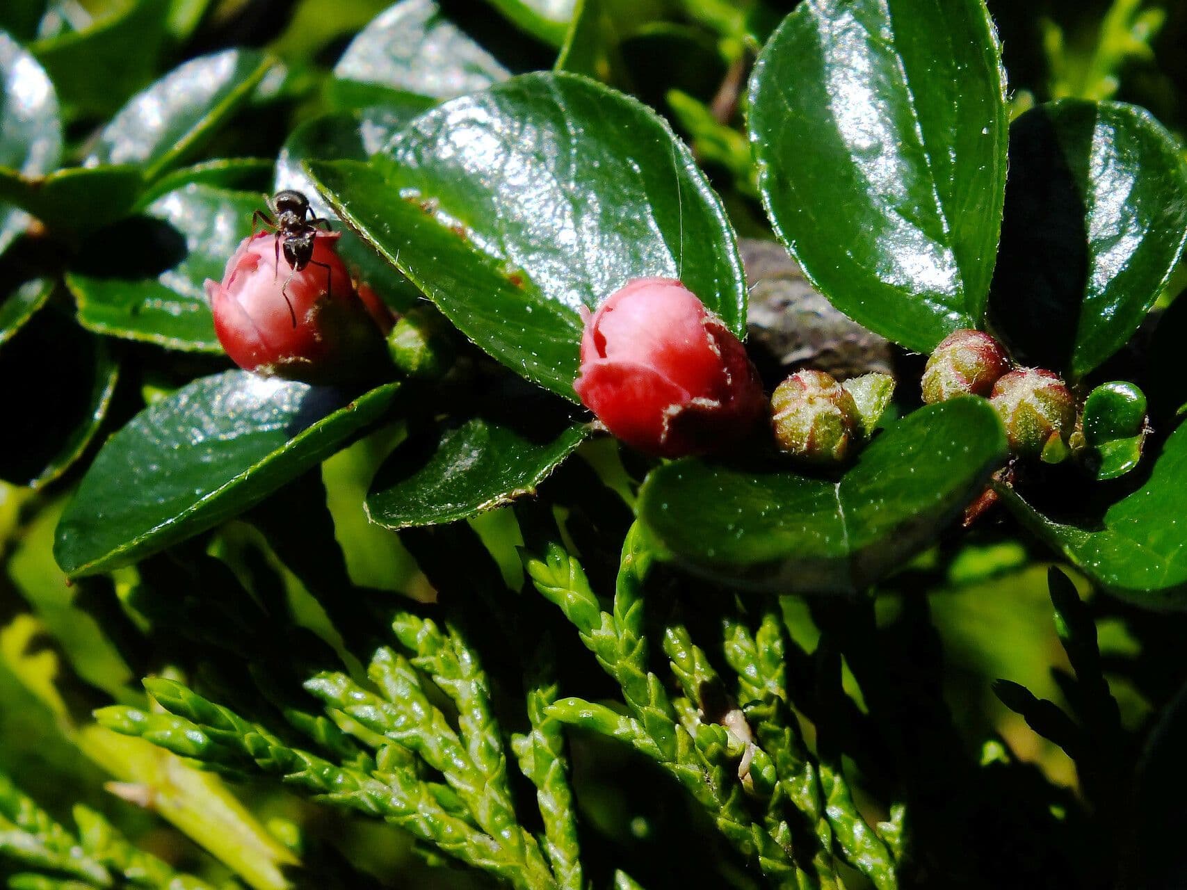 Cotoneaster 4