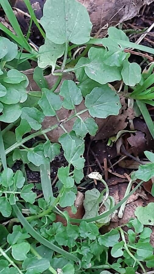 Cardamine raphanifolia 18