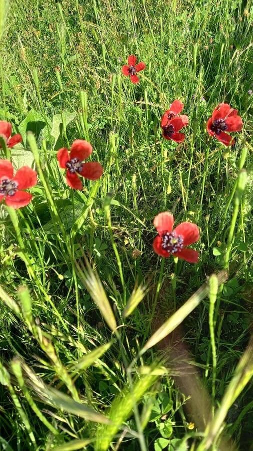 Sand-Mohn 27