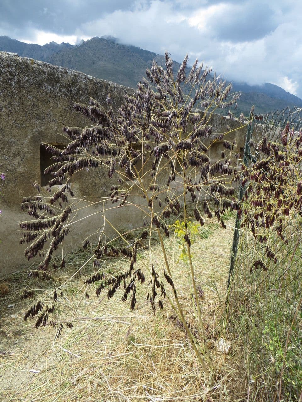 Gualdo 12