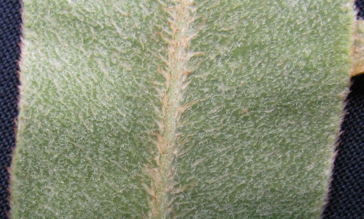Elaphoglossum 3
