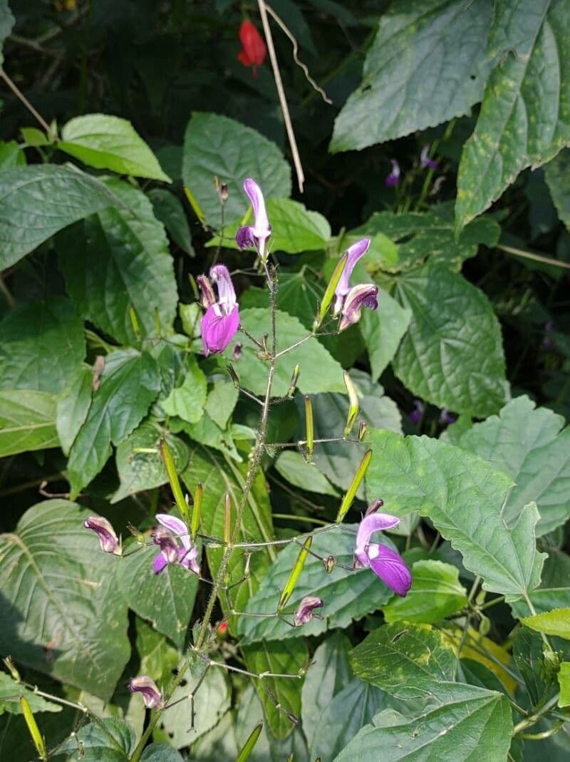 Brillantaisia lamium 2