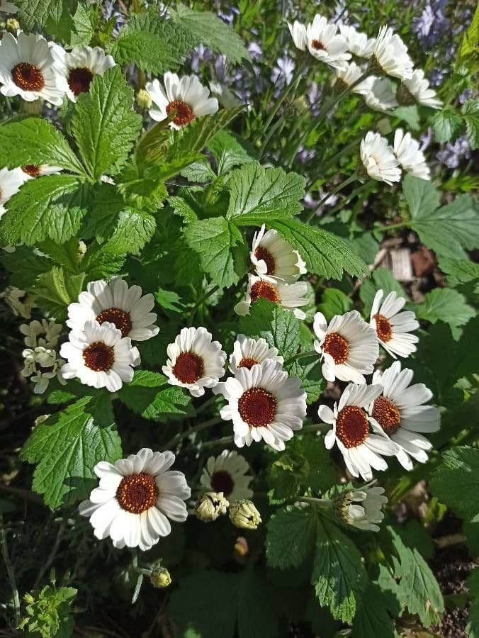 Rhodanthemum 6