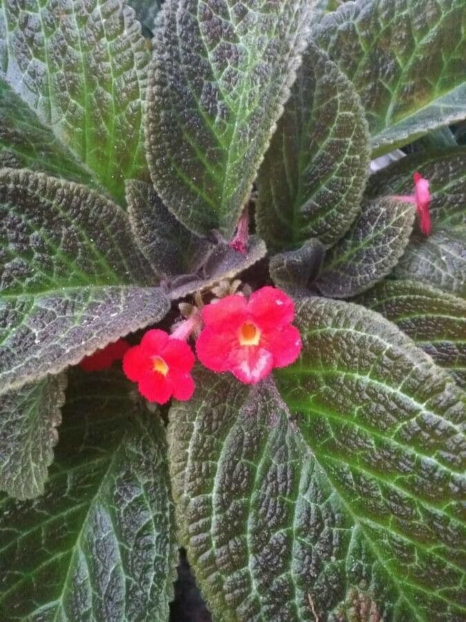 Episcia cupreata 3