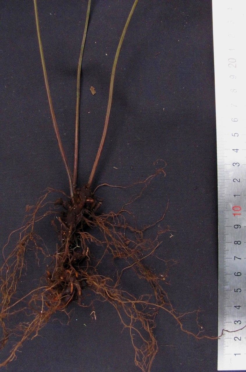 Tectaria heracleifolia 11