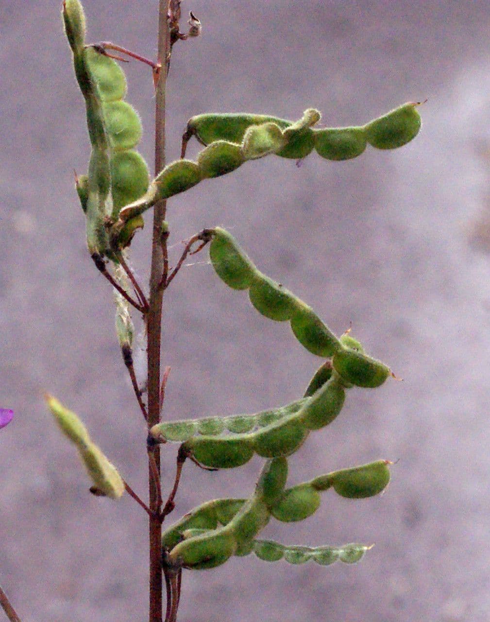 Desmodium 3