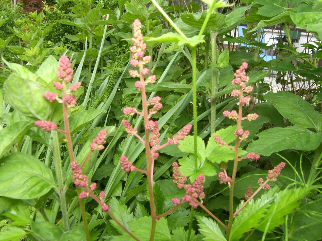 Astilbe giapponese 29