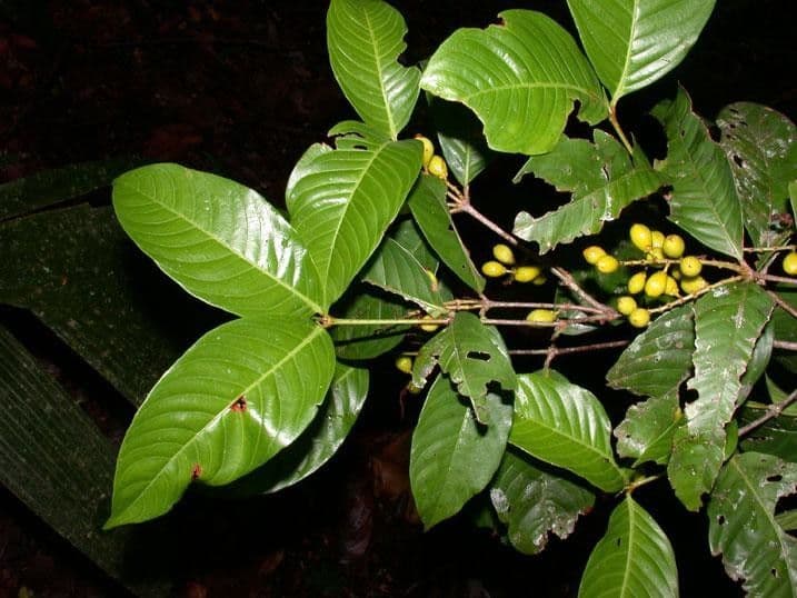Quiina macrophylla 17