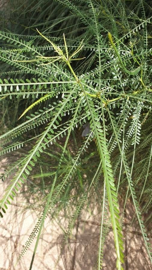 Parkinsonia 20