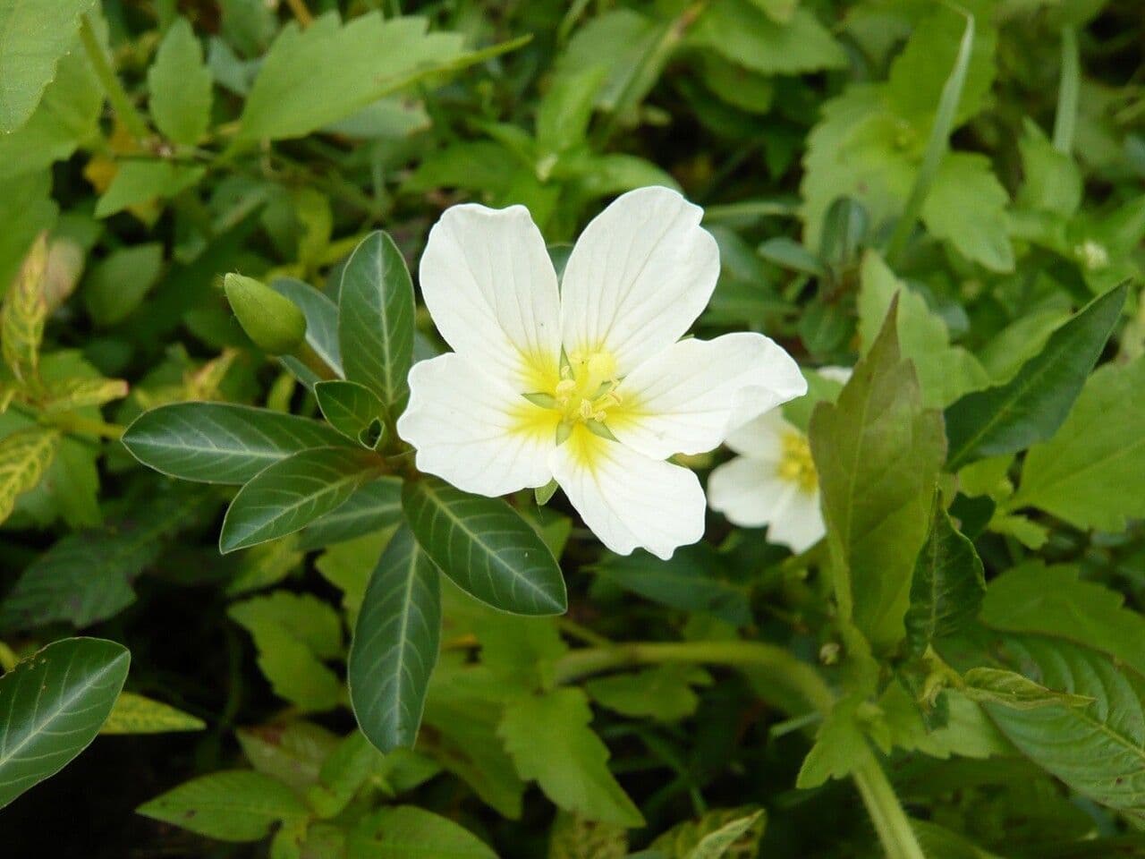 Wasserprimel 5