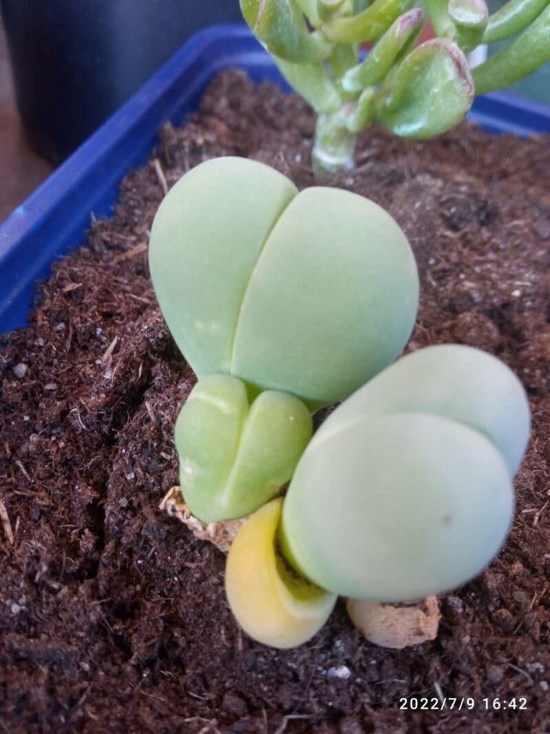 Gibbaeum 2
