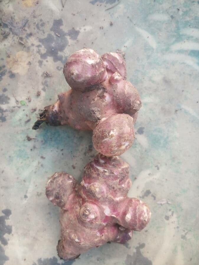Topinambur 3