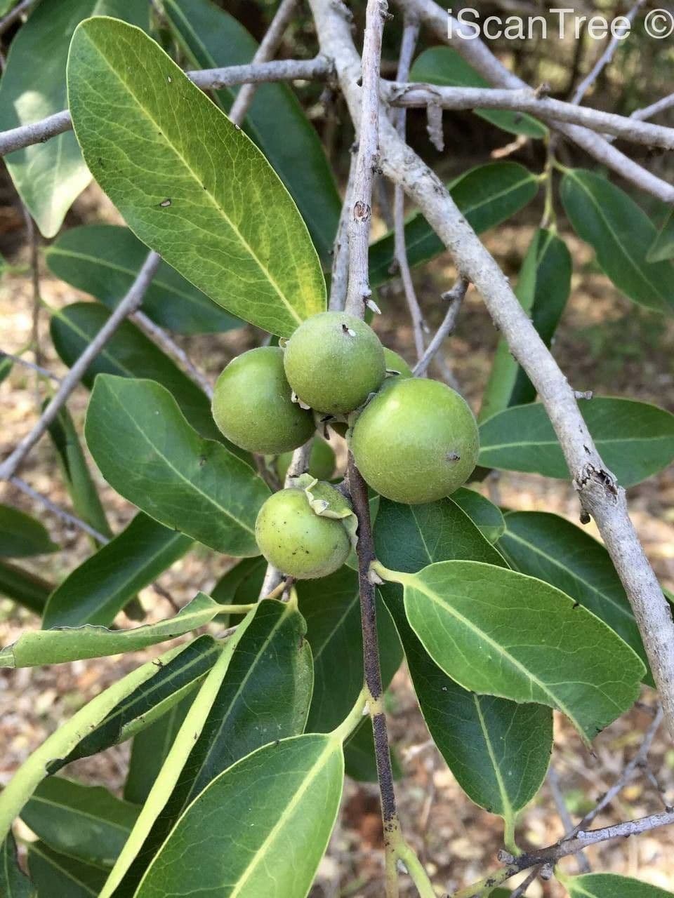 Eben mespiliformis