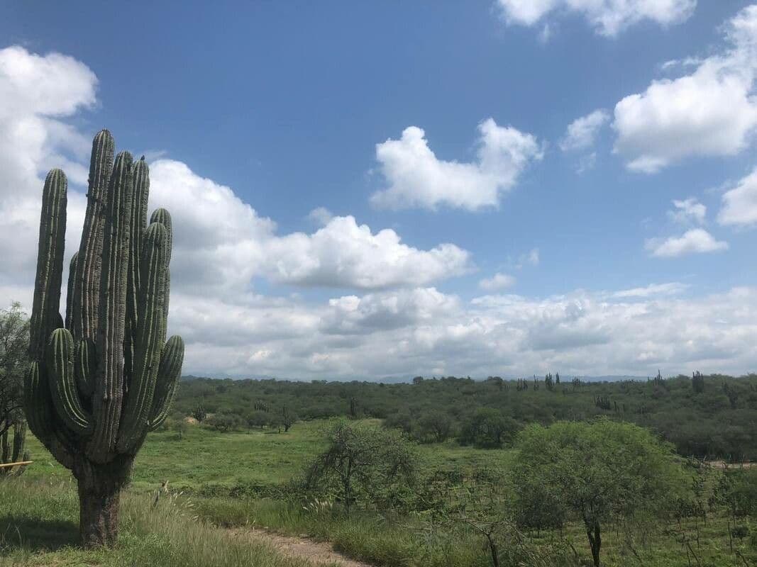 Sahuaro 20