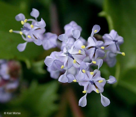 Ceanothus 8