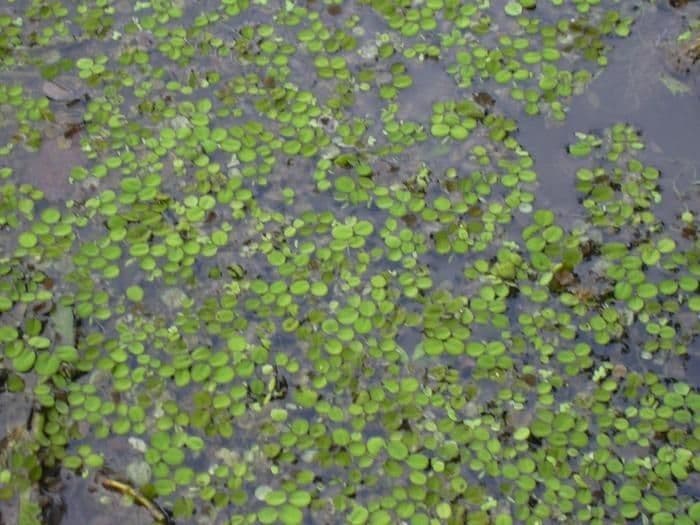 Salvinia minima 3