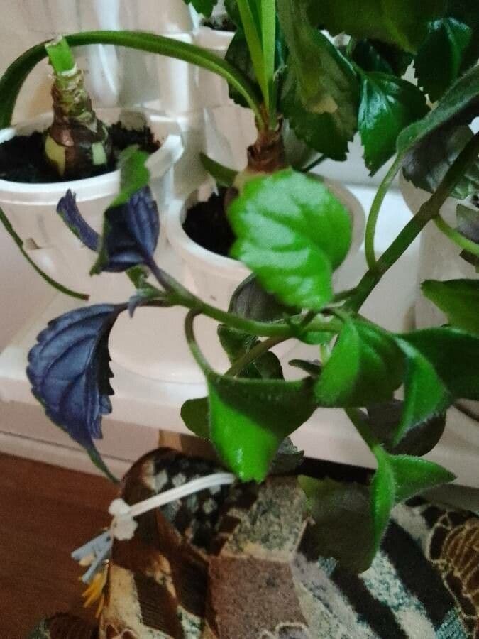 Plectranthus 15