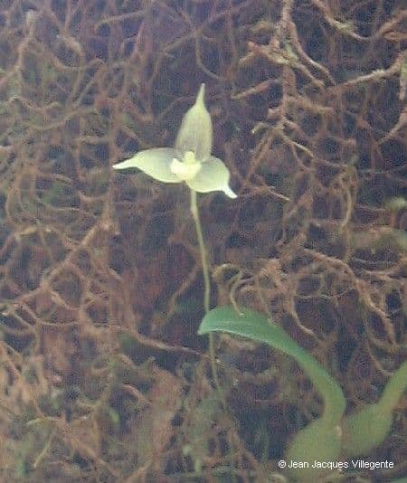 Bulbophyllum 7