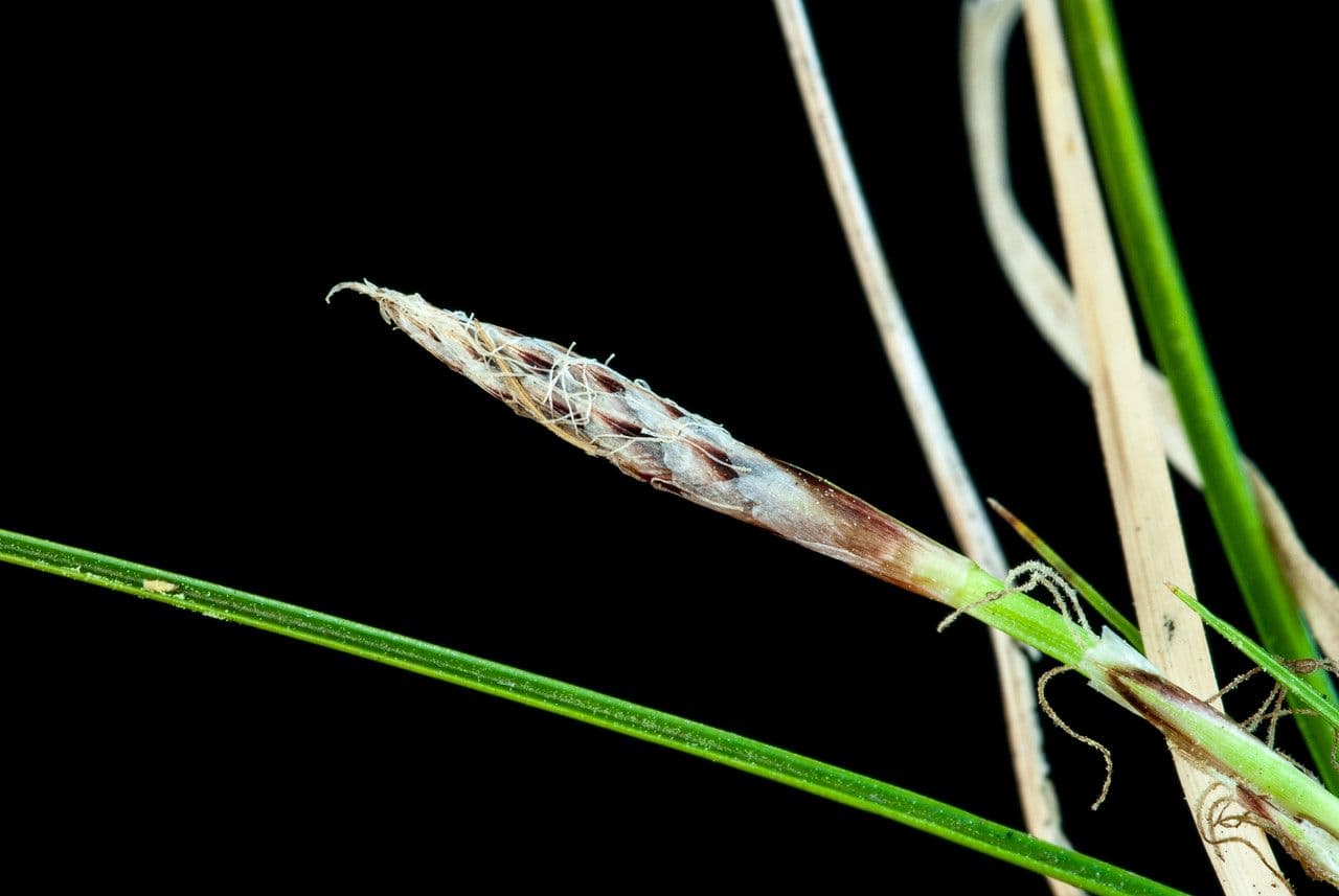 Dwarf sedge 2