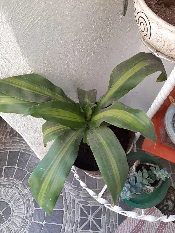 Duftende Drachenbaum 19