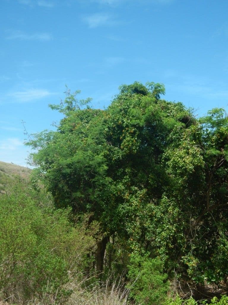 Oriental bittersweet 13