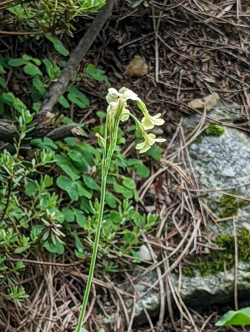 Primula del Sikkim 5