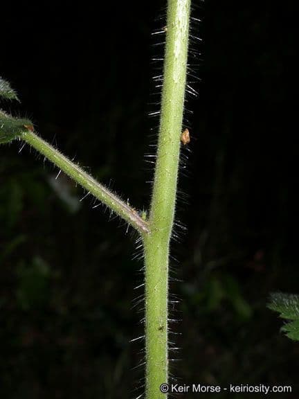 Phacelia cicutaria 22