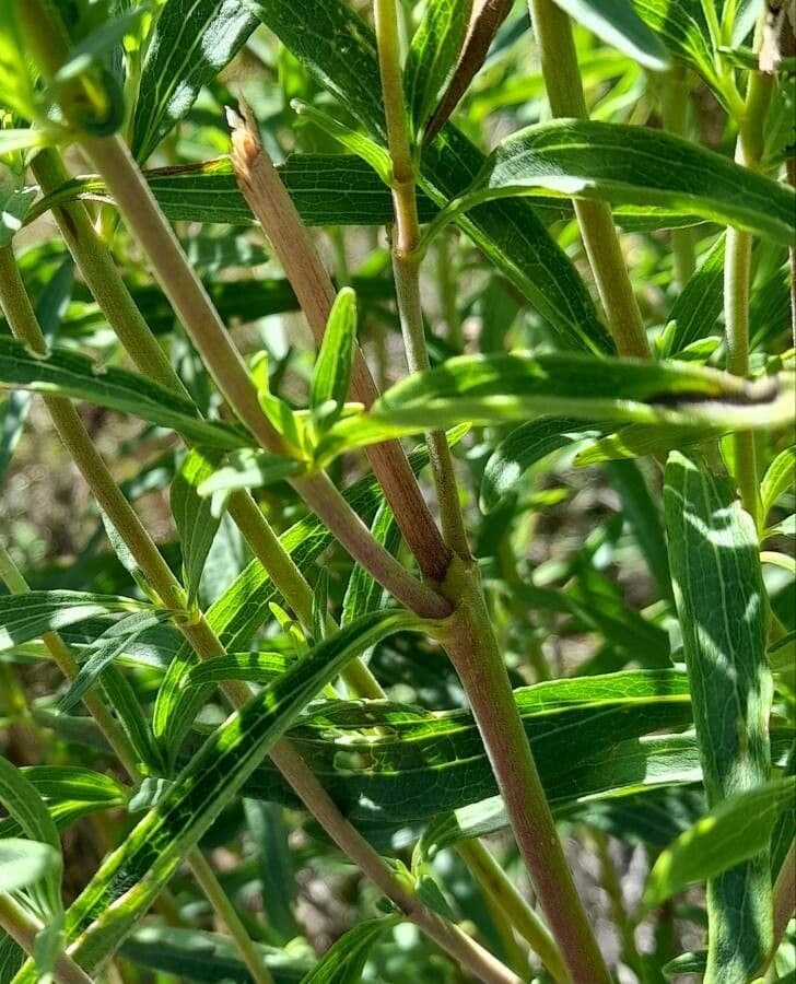 Chromolaena arnottiana 7