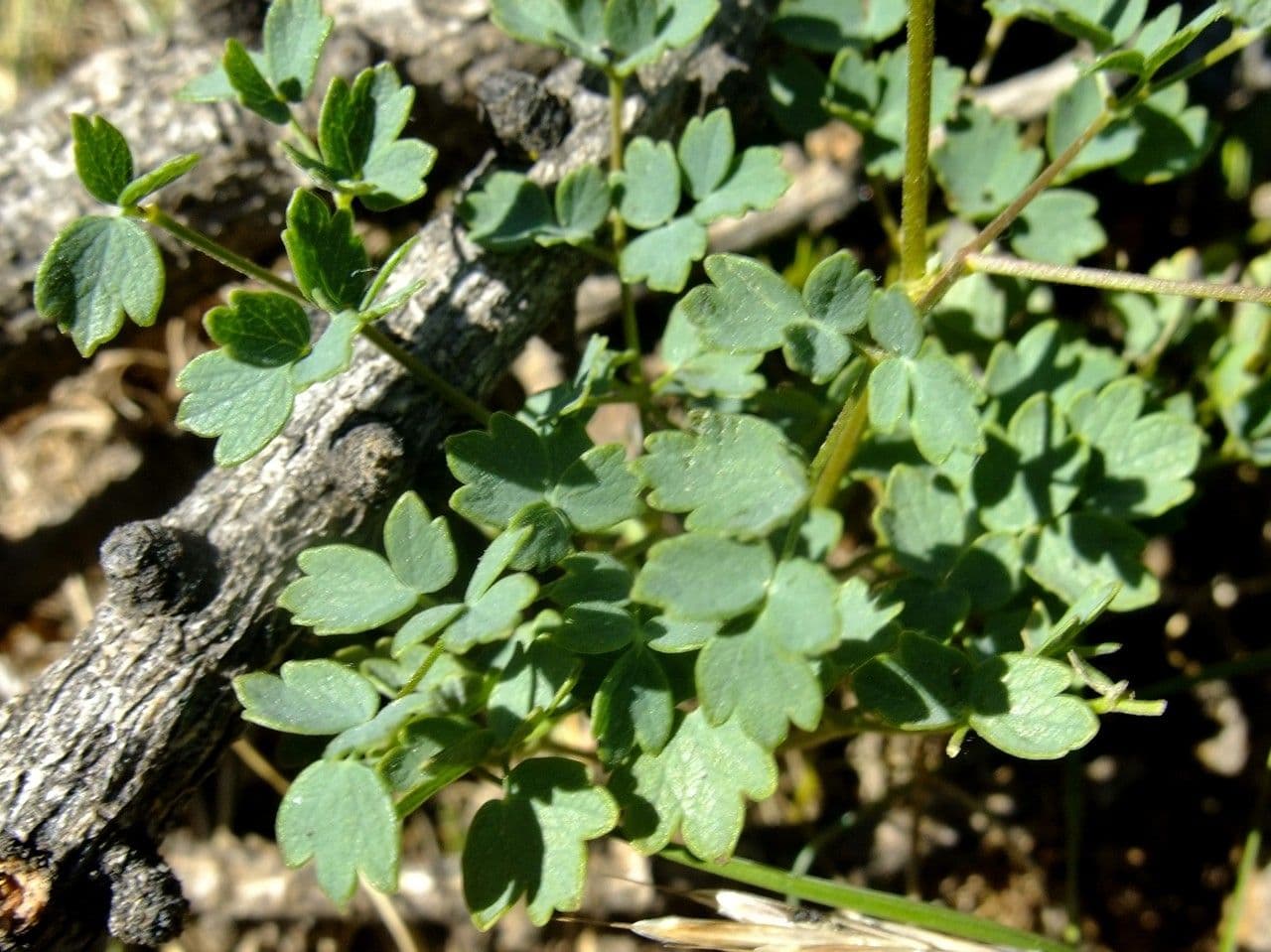 Pigamo minore 12