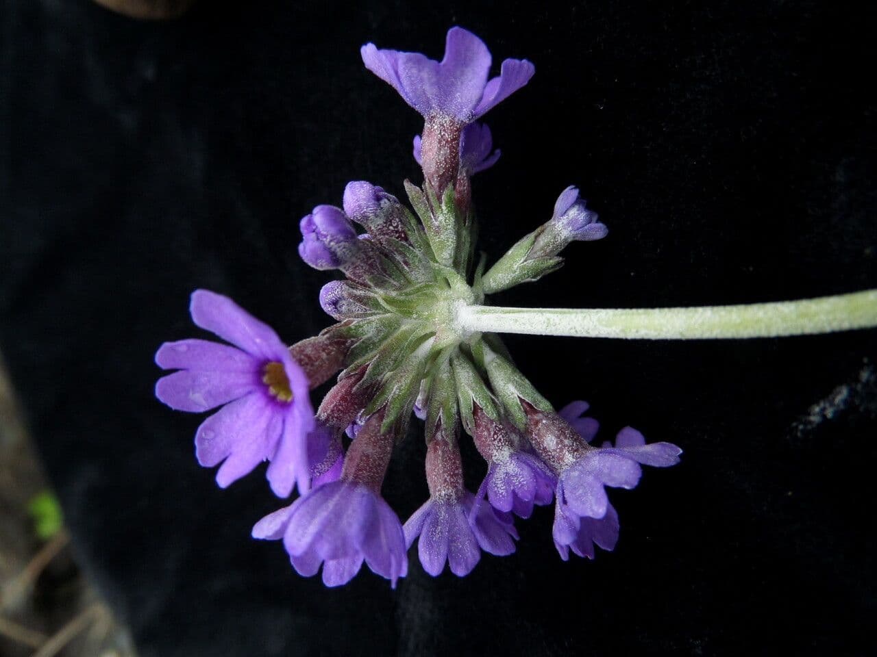 Primula