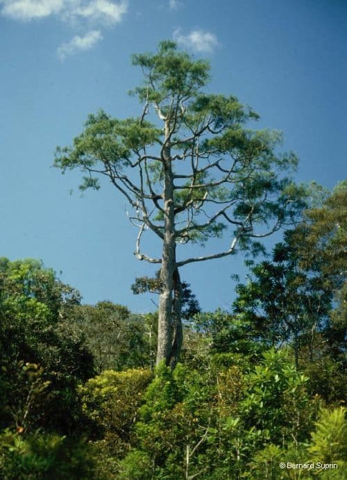 Gymnostoma 7