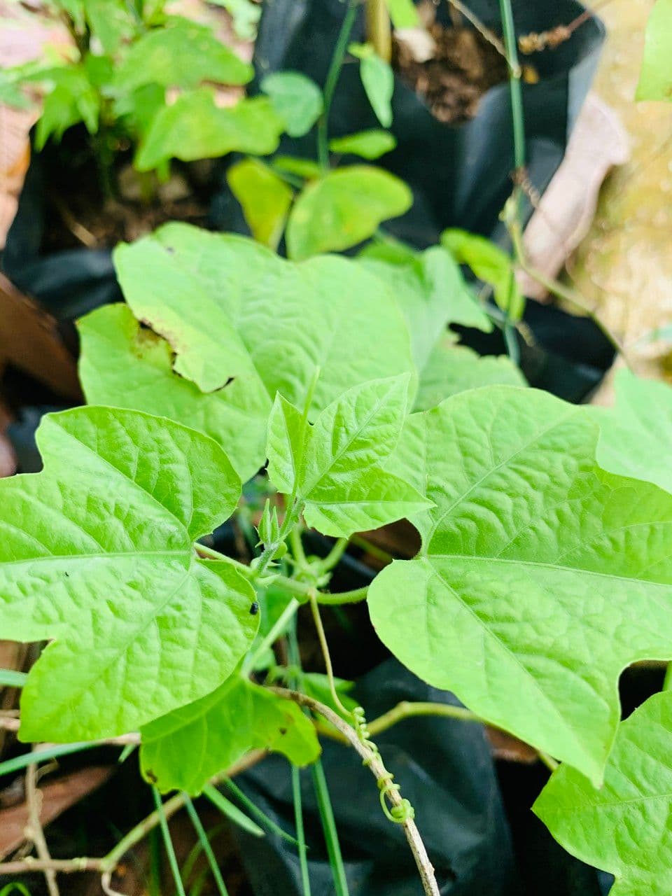 Passiflora 15