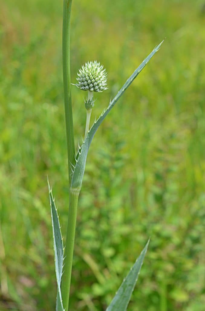 Yucca-Mannstreu