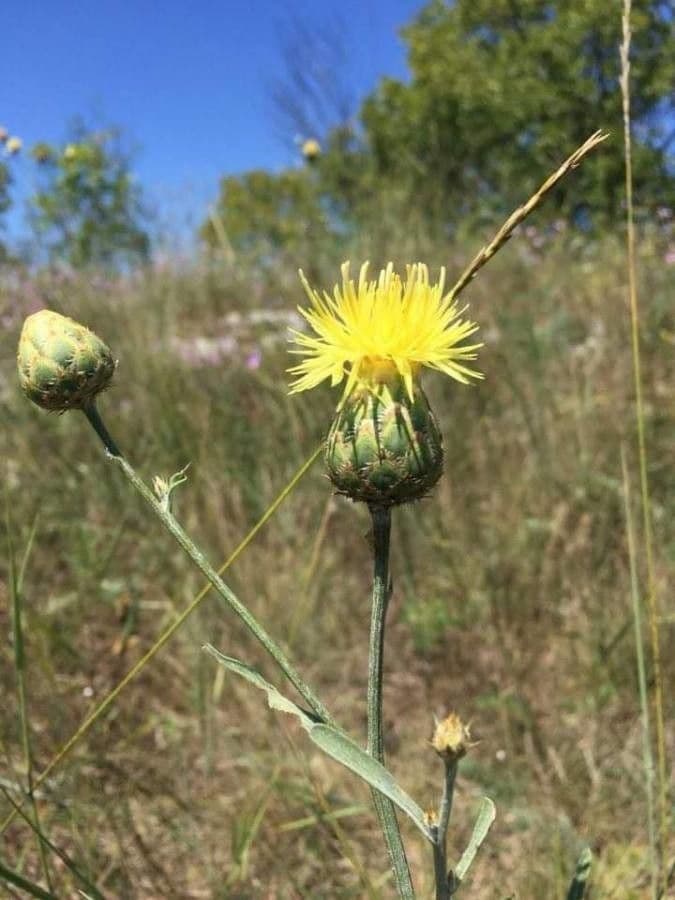 Felsen-Kornblume 5