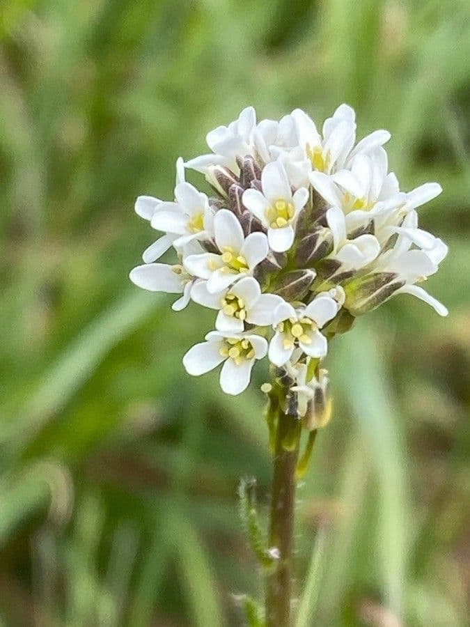 Arabetta irsuta 8